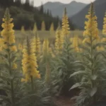 A Comprehensive Guide to Growing and Caring for Mullein