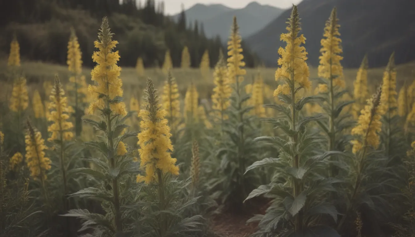 A Comprehensive Guide to Growing and Caring for Mullein