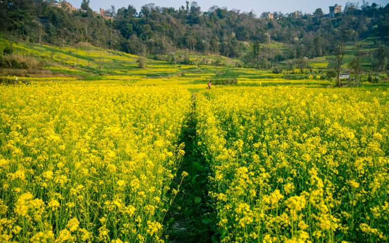 Guide to Growing and Caring for Mustard Plants