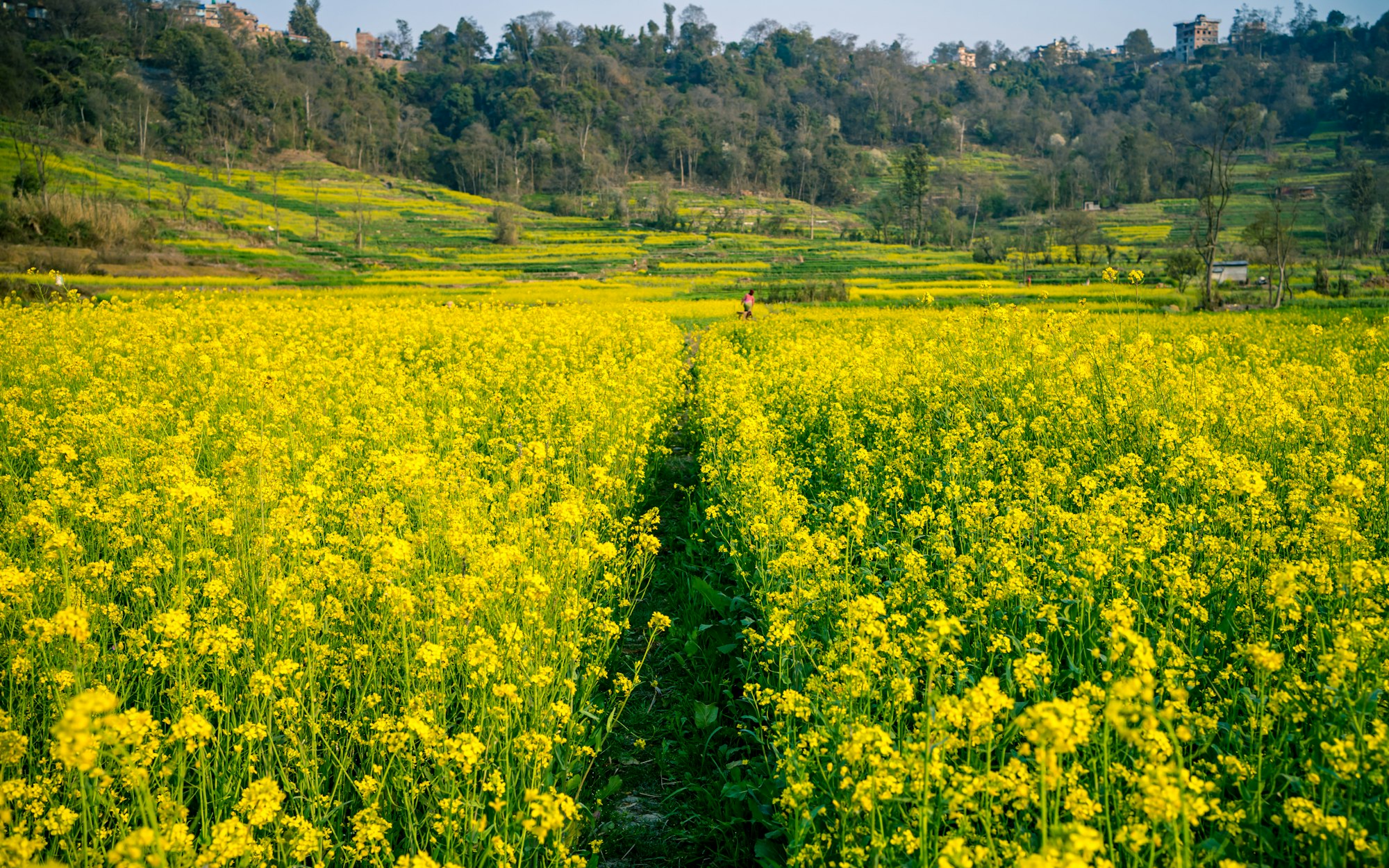 Mustard Farmland