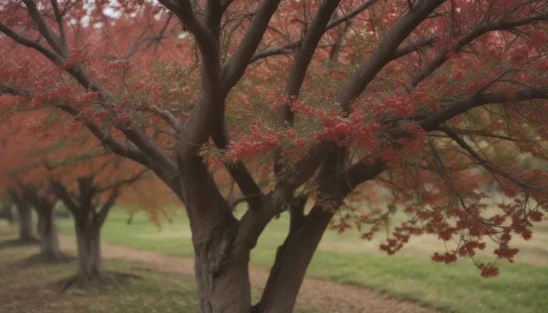 Mastering the Art of Growing and Caring for Nanking Cherry Bushes