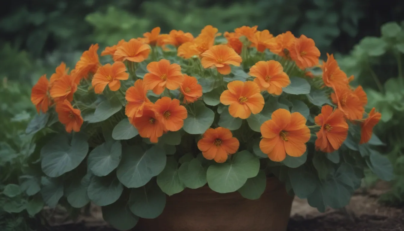 Comprehensive Guide to Growing and Caring for Nasturtium Plants