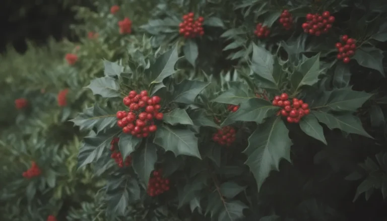 A Comprehensive Guide to Growing and Caring for Nellie R. Stevens Holly Shrubs