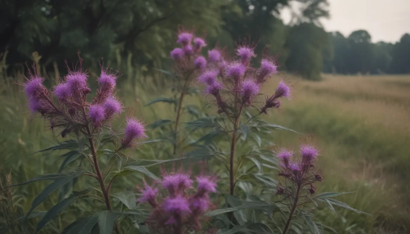 Ultimate Guide to Growing and Caring for New York Ironweed