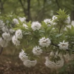 Discover the Beauty of Serviceberry Trees and Shrubs for Your Yard