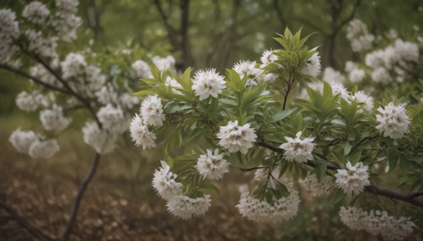 Discover the Beauty of Serviceberry Trees and Shrubs for Your Yard