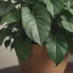 The Ultimate Guide to Growing and Caring for N’Joy Pothos