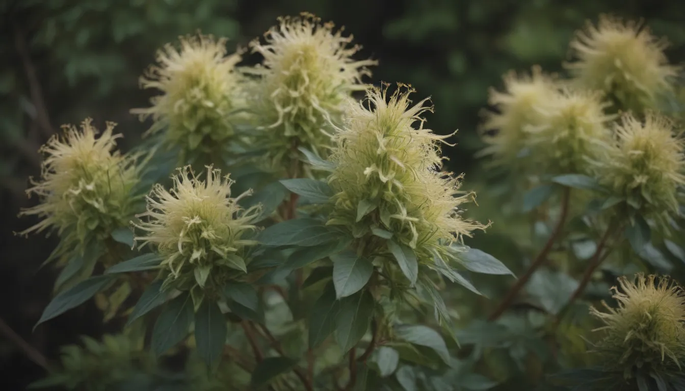 Comprehensive Guide to Growing and Caring for Northern Bush Honeysuckle