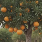 The Complete Guide to Growing and Caring for Orange Trees