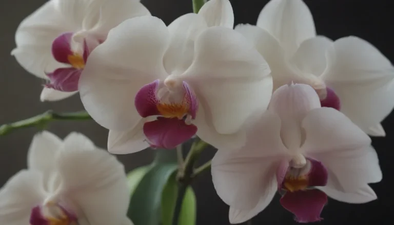 How to Grow a New Orchid from Orchid Keikis: A Beginner’s Guide