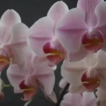 How to Ensure Your Orchids Bloom Successfully