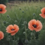 Growing and Caring for Oriental Poppy Plants: A Comprehensive Guide