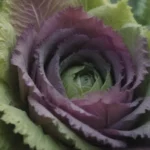 A Comprehensive Guide to Growing and Caring for Ornamental Cabbage and Kale