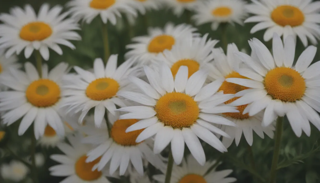 Everything You Need to Know About Growing and Caring for the Beautiful Oxeye Daisy