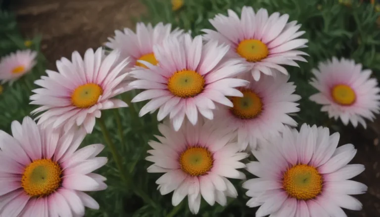 The Ultimate Guide to Growing and Caring for Painted Daisies