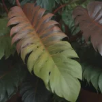 The Ultimate Guide to Growing and Caring for Painted Lady Philodendron