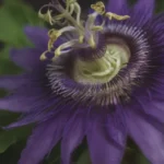 Growing Purple Passionflower (Passiflora Incarnata): A Comprehensive Guide