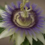 Your Complete Guide to Growing and Caring for Passionflower