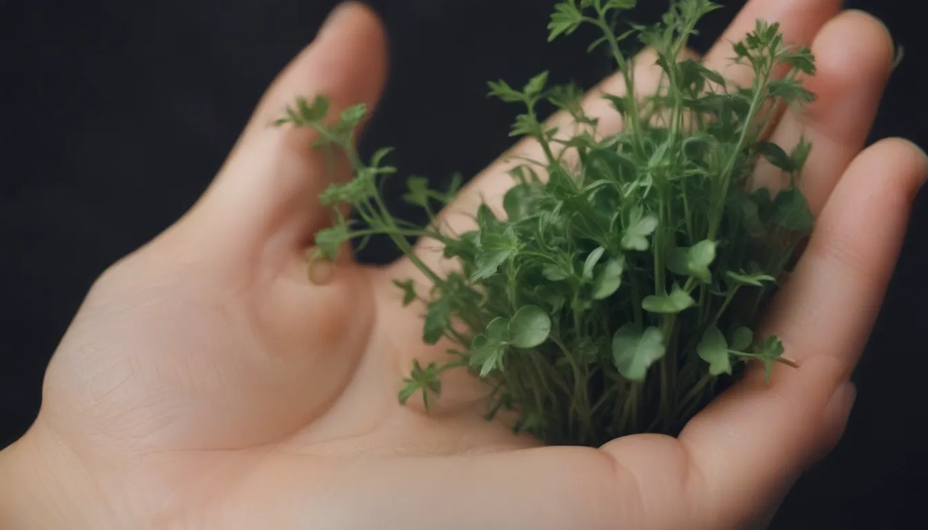 Ultimate Guide: Growing and Caring for Pea Shoots and Tendrils