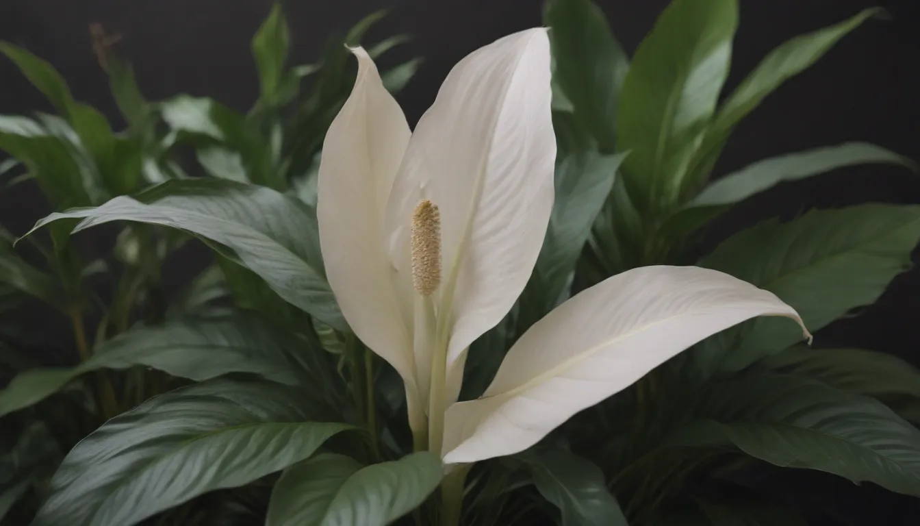 How to Care for Your Peace Lily: 8 Reasons Why Its Leaves Turn Brown and How to Fix It