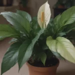 Top 10 Reasons Why Your Peace Lily Leaves Are Turning Yellow and How to Fix It