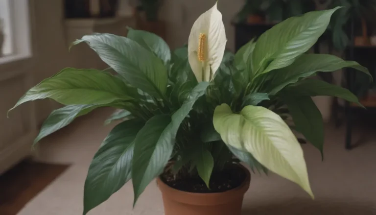 Top 10 Reasons Why Your Peace Lily Leaves Are Turning Yellow and How to Fix It