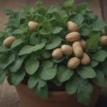 A Complete Guide to Growing and Caring for Peanut Plants