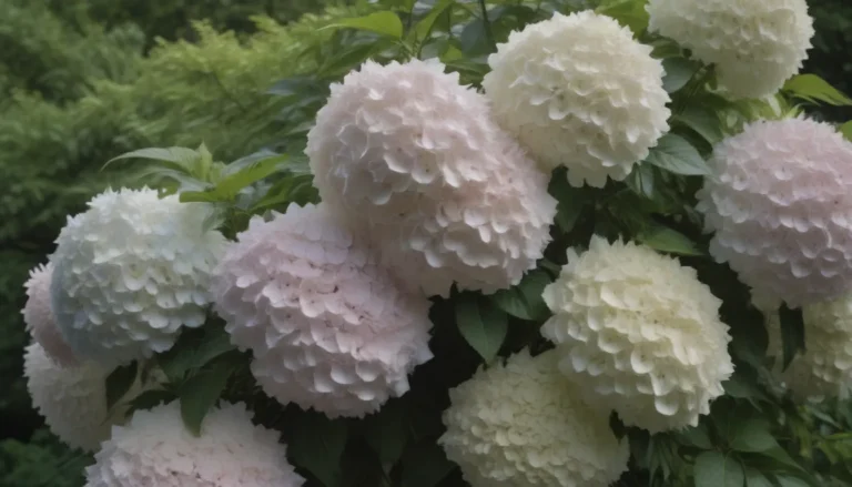 How to Successfully Grow Stunning Tree Hydrangeas (Panicle Hydrangeas)