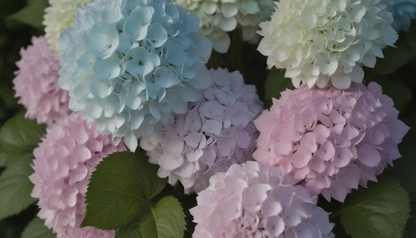 The Ultimate Guide to Growing and Caring for Penny Mac Hydrangeas