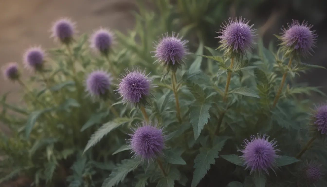 Everything You Need to Know About Growing and Caring for Pennyroyal