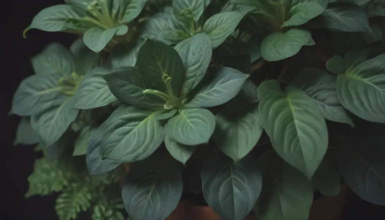 A Comprehensive Guide to Growing and Caring for Peperomia Rotundifolia