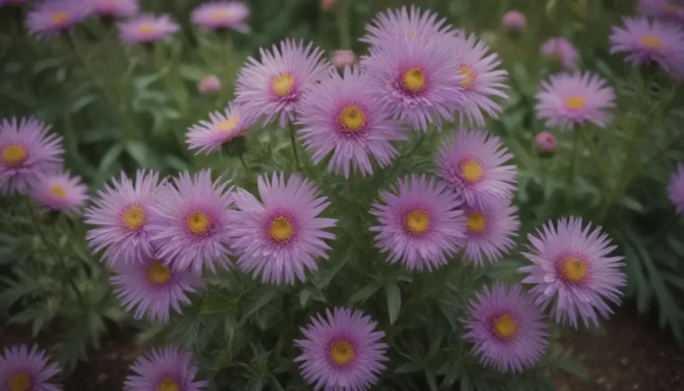 The Ultimate Guide to Growing and Caring for Asters