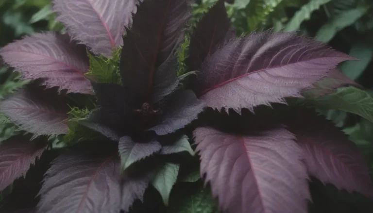 The Ultimate Guide to Growing and Caring for Persian Shield Plants