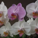 Your Comprehensive Guide to Growing and Caring for Phalaenopsis Orchids