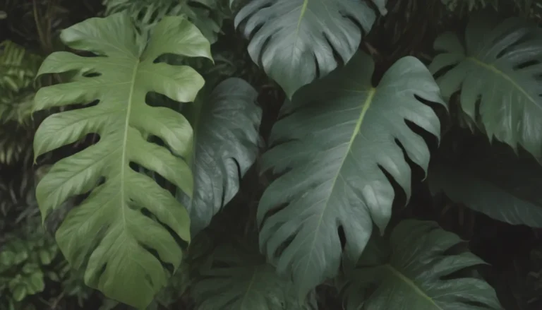 Everything You Need to Know About Growing and Caring for Philodendron Burle Marx So It Thrives