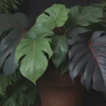 A Comprehensive Guide to Growing and Caring for Philodendron Dark Lord