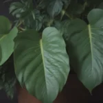 The Ultimate Guide to Growing and Caring for Philodendron Gloriosum