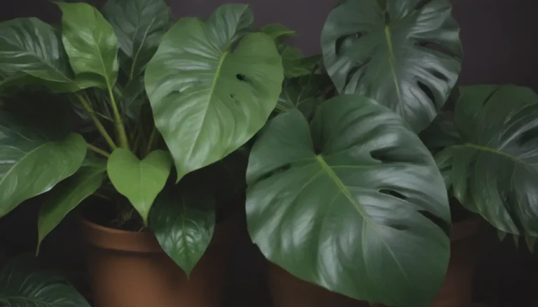 Everything You Need to Know About Growing and Caring for Philodendron ‘Imperial Green’