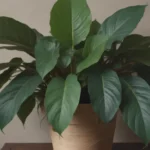 Ultimate Guide to Growing and Caring for Philodendron Melanochrysum