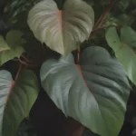 Everything You Need to Know About Growing and Caring for Philodendron Micans