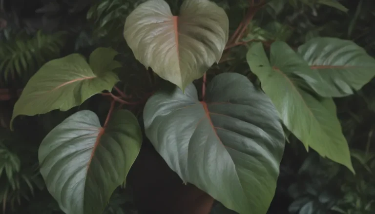 Everything You Need to Know About Growing and Caring for Philodendron Micans