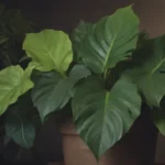 Everything You Need to Know About Growing and Caring for Philodendron Moonlight