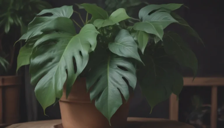 The Ultimate Guide to Growing and Caring for Philodendron Oxapapense