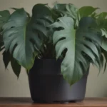 How to Grow and Care for Rare Philodendron Rio: A Comprehensive Guide