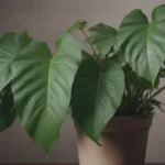 The Ultimate Guide to Growing and Caring for Philodendron Sharoniae