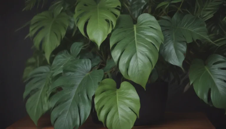 The Ultimate Guide to Growing and Caring for Philodendron Spiritus-Sancti