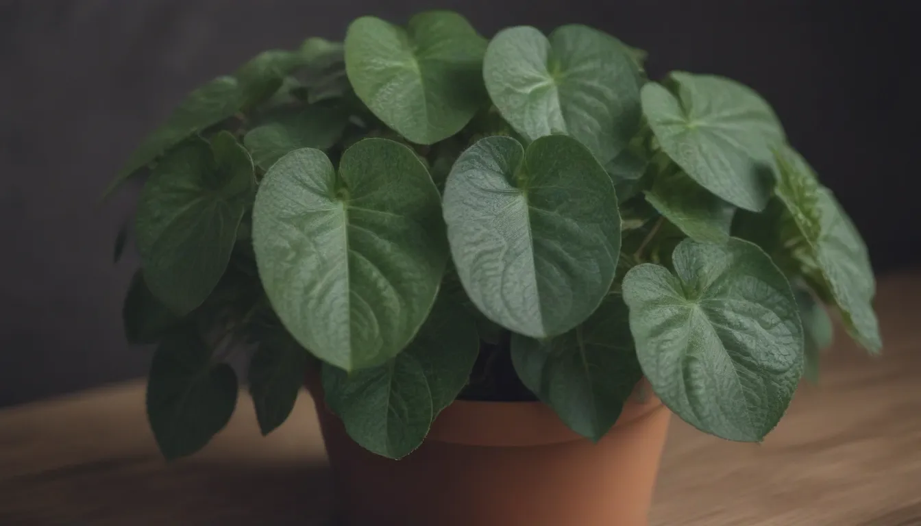 Ultimate Guide to Growing and Caring for Pilea Involucrata (Friendship Plant)