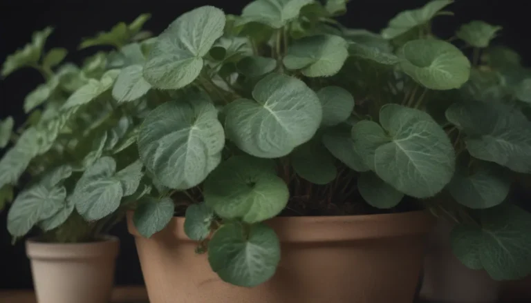 Everything You Need to Know About Pilea Microphylla: A Comprehensive Guide