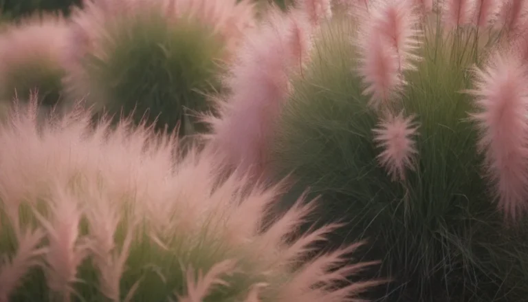 Everything You Need to Know About Growing and Caring for Pink Muhly Grass