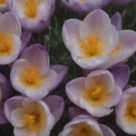 Ultimate Guide to Growing and Caring for Spring Crocus